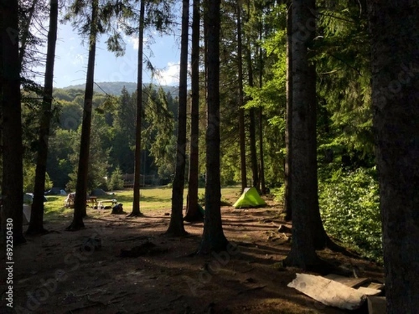 Obraz footpath in the forest