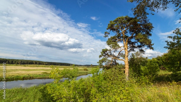 Obraz пейзаж с пышной сосной на берегу реки, Урал Россия