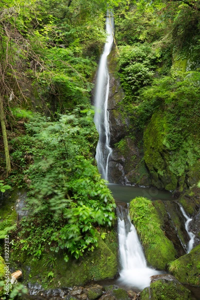 Fototapeta 滝と新緑（東京檜原村大滝）