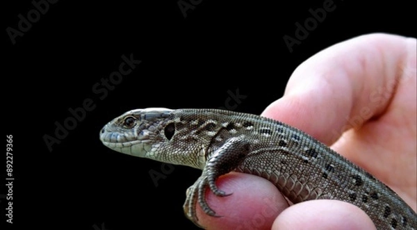Obraz Large gray lizard in hand on black isolated background
