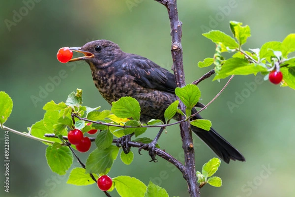 Fototapeta Blackbird with red cherry berry