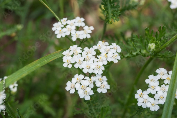Fototapeta Schafgarbe