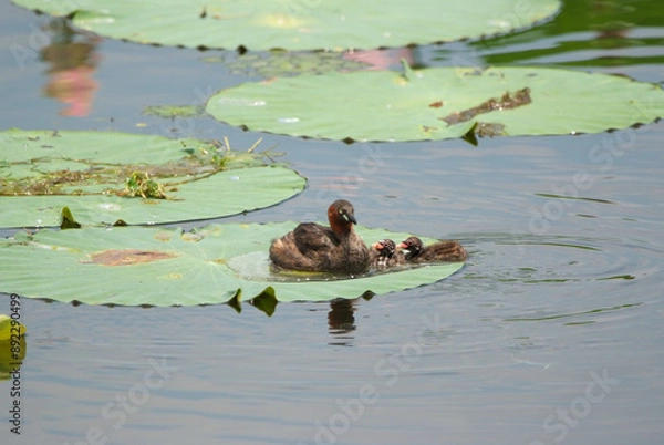 Obraz 蓮の葉で休むカイツブリの親子