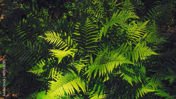 Fototapeta Fern leaves in the forest, illuminated by sunlight