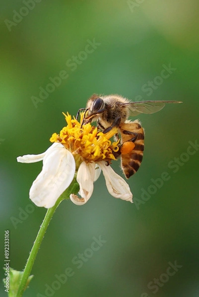 Fototapeta bee collecting pollen. Worker bees are searching for nectar in wild flowers makes the pollen of flowers stick to the body. and helps in pollinating