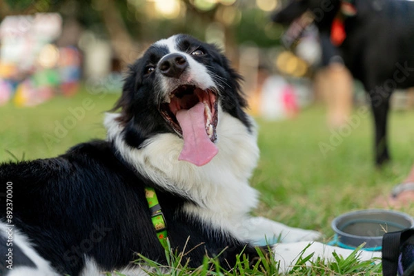 Fototapeta Playful border collie follows owner to the meadow for a pleasant weekend afternoon
