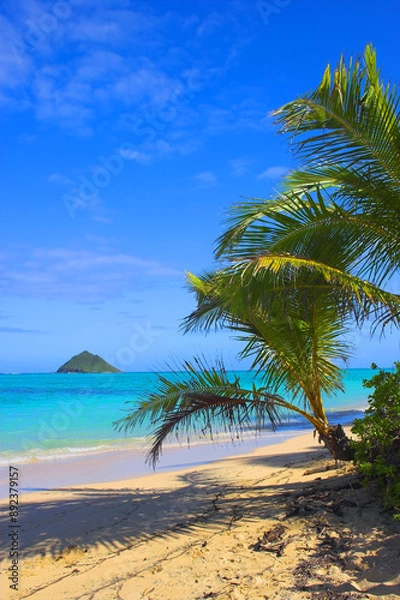 Fototapeta Hawaii, beach island and palm trees at sea for vacation, holiday and travel in summer at Lanikai. Ocean, water and sand on coast with blue sky, nature or clouds on horizon on land outdoor in Kailua