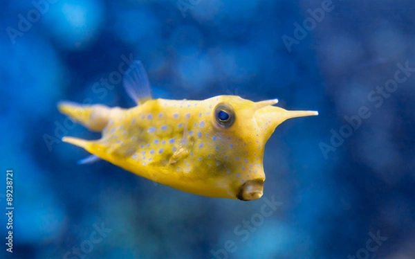 Obraz Fish Lactoria cornuta