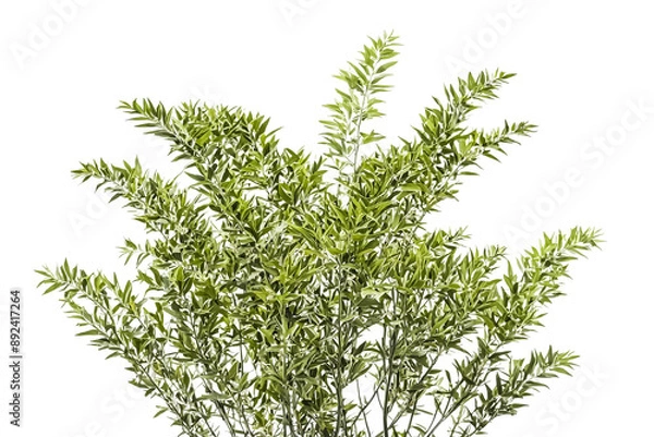 Fototapeta Green Branches