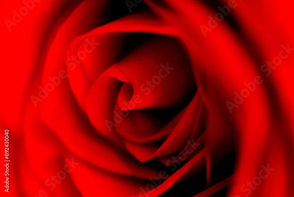 Obraz Defocused blurred red rose slose up macro with petals curves as background