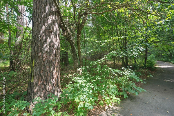 Obraz the way through the forest