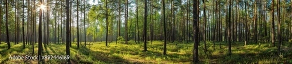 Fototapeta A forest with trees and sunlight.