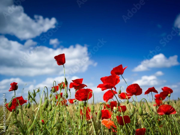Obraz Mohn vor blauem Himmel