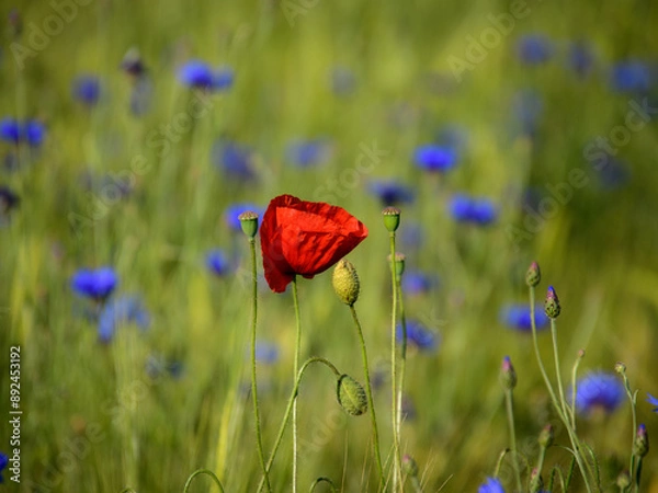 Obraz Mohn und Kornblumen