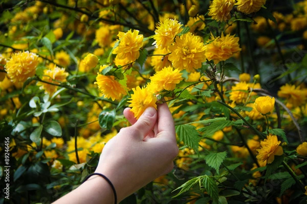 Obraz Picking up Yellow Flowers
