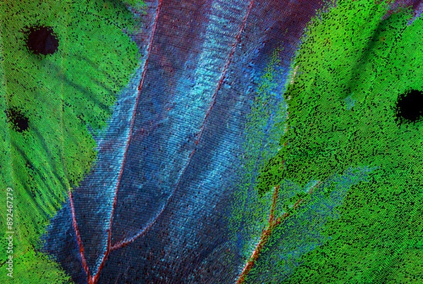 Fototapeta texture of tropical butterfly wings. abstract pattern of butterfly wings close-up