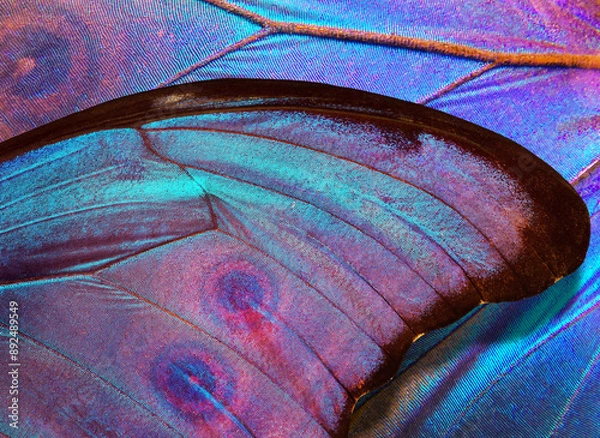 Fototapeta bright blue wings of a tropical morpho butterfly. pattern of butterfly wings. close up   