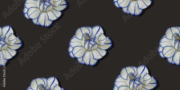 Fototapeta A close-up full-sized of a white carnation with a thin blue border flower bud with blue tips, isolated on a grey background