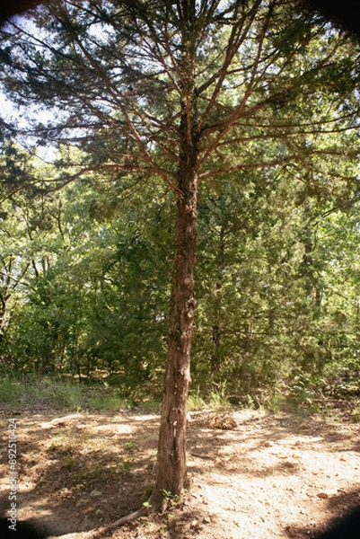 Obraz Tree in the forest