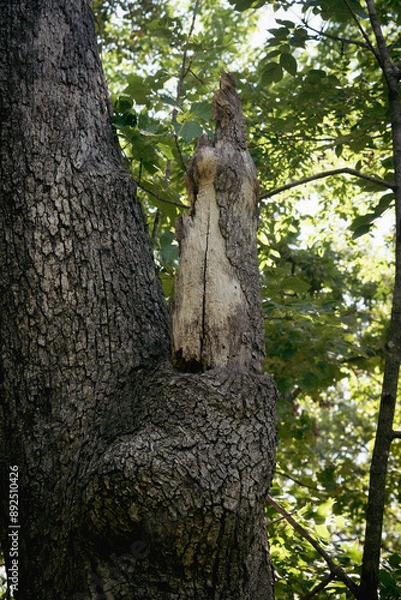 Obraz trunk of a tree