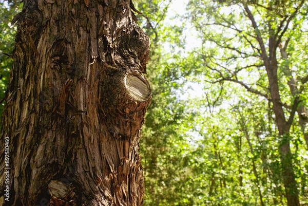 Obraz trunk of a tree
