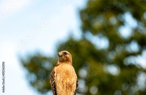 Fototapeta hawk in the forest