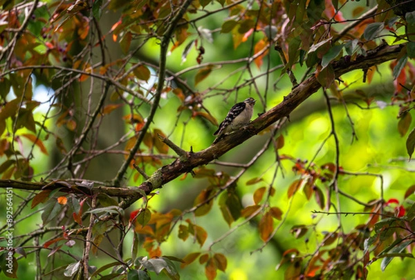 Fototapeta Red-headed woodpecker 