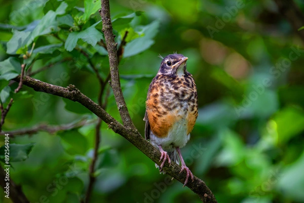 Fototapeta Baby robin on a branch