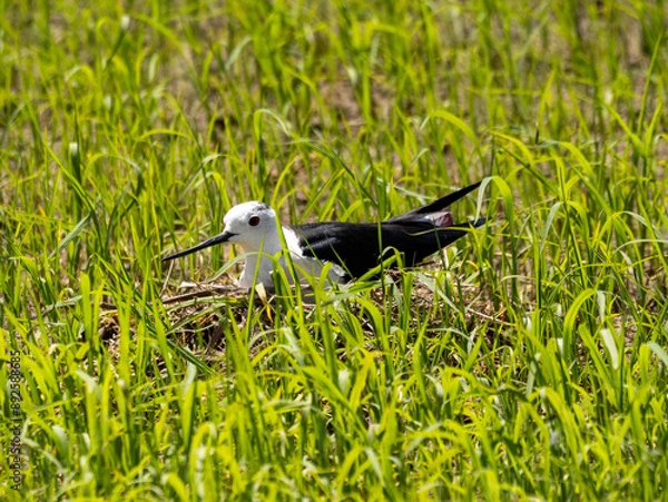 Fototapeta Black-Winged Stilt Guarding Its Nest in a Green Field (Himantopus himantopus)