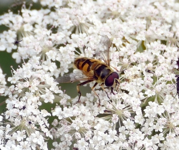 Obraz Eine Schwebfliege auf einer Pflanze