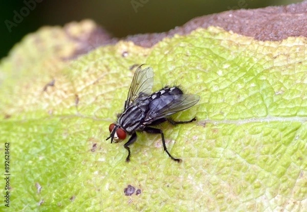 Obraz Eine Fleischfliege auf einem Pflanzenblatt