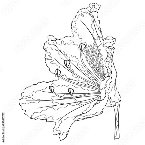Obraz Flower rhododendron mountain shrub  outline on a white background  vintage bloom eleven vector illustration editable hand draw