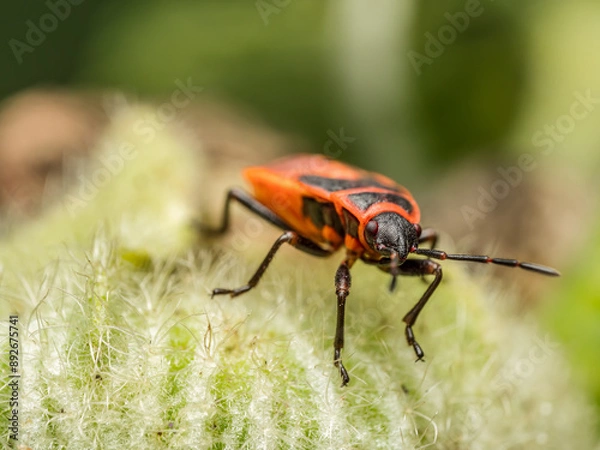 Fototapeta Firebug sitting on green leaf