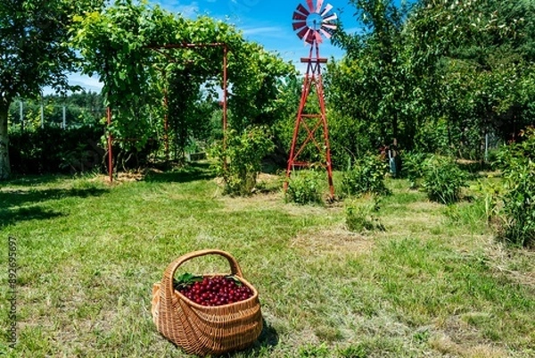 Obraz kosz czereśni
