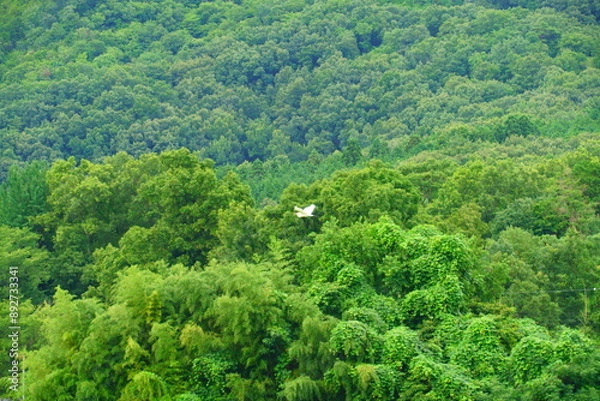 Fototapeta 飛んている鳥