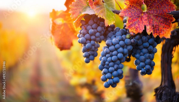 Obraz Autumn vineyard, ripe grapes hang among vibrant foliage, warm sun. Autumnal fruits harvest close up