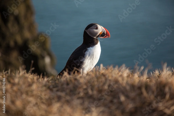 Obraz Puffin in Iceland