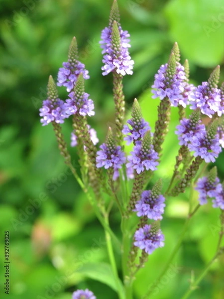 Obraz Blue Vervain
