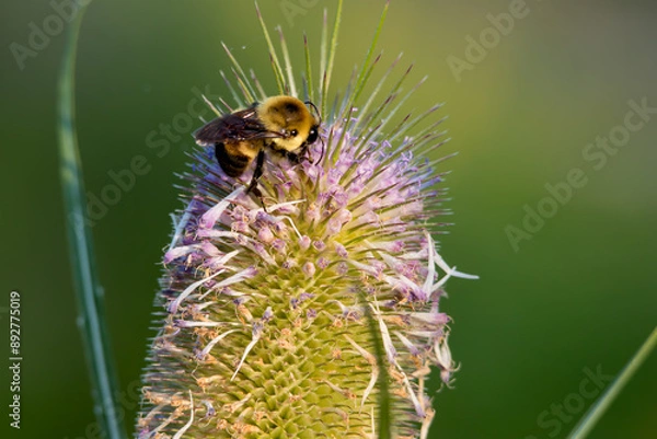 Fototapeta Close up view of Dipsacus fullonum flower with honey bee