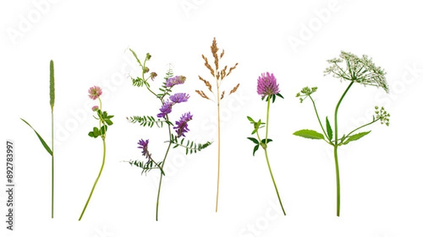 Obraz Wildflowers isolated over white background.