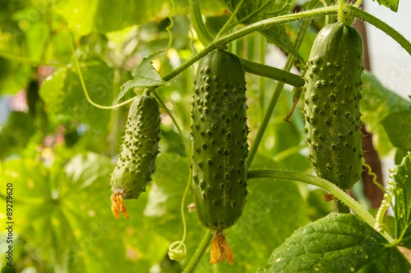 Fototapeta cucumber growing in the garden