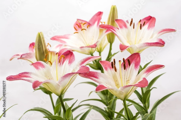 Obraz 白と赤のツートンカラーのスカシユリの花