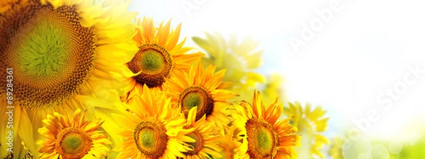 Obraz słoneczniki w słońcu