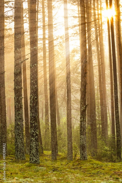 Obraz Sunrise in the forest