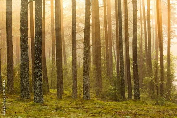 Obraz Sunrise in the forest