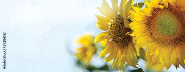 Obraz słoneczniki w słońcu
