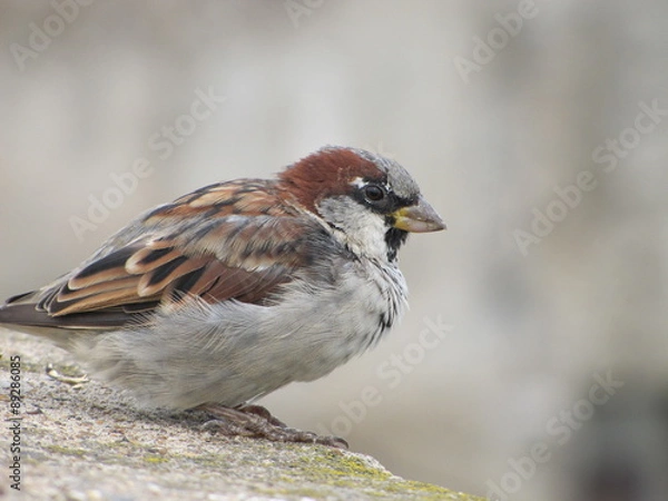 Fototapeta Воробей 