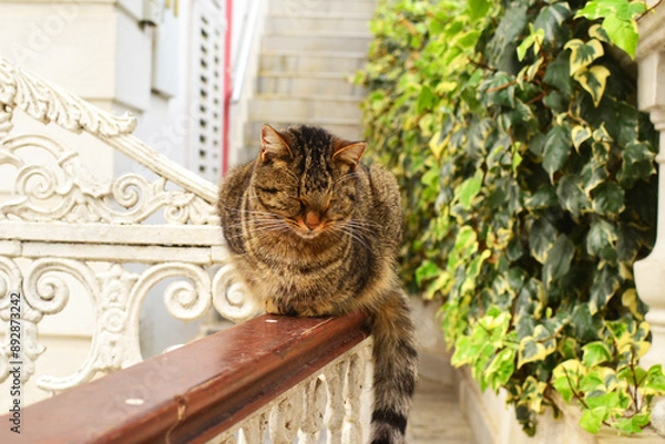 Fototapeta Striped cat sitting on a railing with eyes closed. Istanbul, Adalar, Turkey