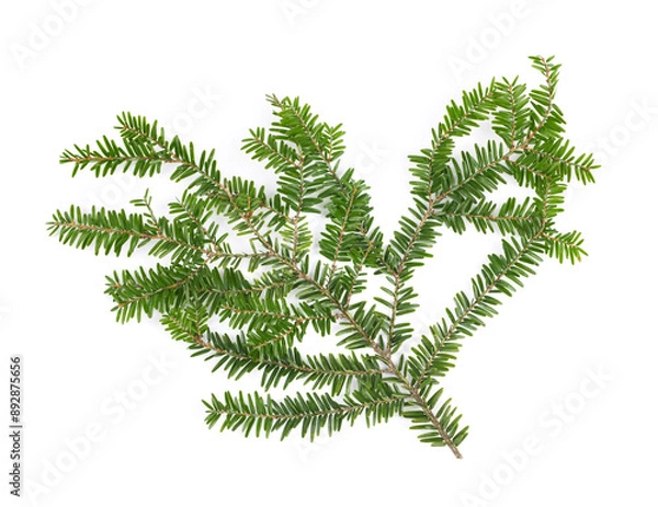 Obraz Hemlock