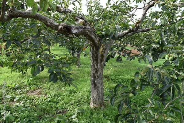 Fototapeta 実り始めた青い柿 庄内柿